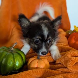 Ravyns Boy 2 - White black and tan male Papillon puppy in Joshua, Texas from Summertime Kennels
