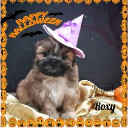 Shih Tzu Puppies from Loyal Shih Tzu