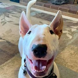Dot Dot - Bull Terrier