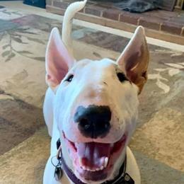 Dot Dot - Bull Terrier