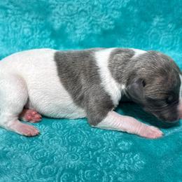 Boy 1 - White and blue brindle male Whippet puppy in Gentry, Arkansas from Mardel Robeson of Mulberry Hollow Whippets