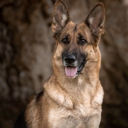 Kira - German Shepherd