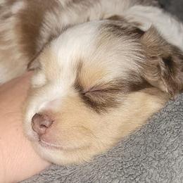 Australian Shepherds from Waggin Bow Mini Aussies