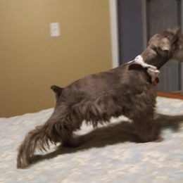 Miniature Schnauzer All Grown Up from Kim Stockstill