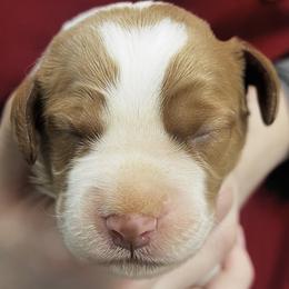 Piper boy 4 - Orange and white male Brittany puppy in Floyd Knobs, Indiana from Cross Creek Brittanys