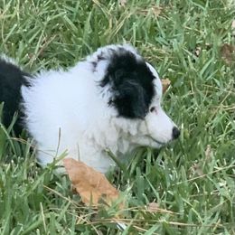 Andy - Black and white male Aussiedoodle puppy in Nacogdoches, Texas from BA Mini Poodles