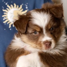 Australian Shepherd, Miniature American Shepherd, Miniature Australian Shepherd, and Toy Australian Shepherd Puppies from Painted Blue Aussies