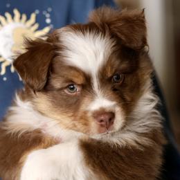 Australian Shepherd, Miniature American Shepherd, Miniature Australian Shepherd, and Toy Australian Shepherd Puppies from Painted Blue Aussies