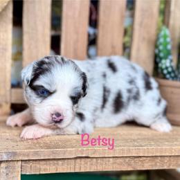 Betsy - Blue merle female Miniature Australian Shepherd puppy in Chino Valley, Arizona from BlueZion Aussies