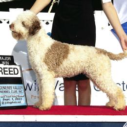 Lagotto Romagnolo puppies from Almar Lagotto