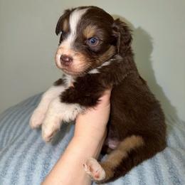 Klaus - Red tri-color male Australian Shepherd puppy in Anniston, Alabama from All Hale Aussies