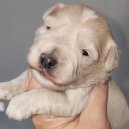 Sully - Wheaten male Miniature Schnauzer puppy in Ferndale, Washington from Blackhorse Schnauzers Washington state