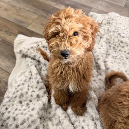 Poodle Puppies from Savana williams