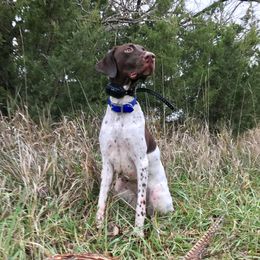 River - German Shorthaired Pointer