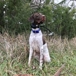 River - German Shorthaired Pointer
