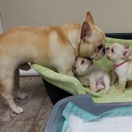 French Bulldog Puppies from Tran's Bullies