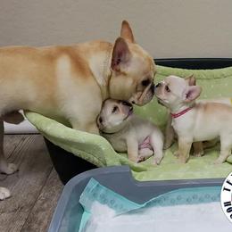 French Bulldog Puppies from Tran's Bullies