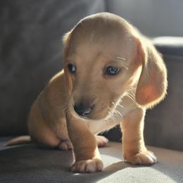 Pink collar - Red female Dachshund puppy in Pasco, Washington from Loyal Lil Dachshunds