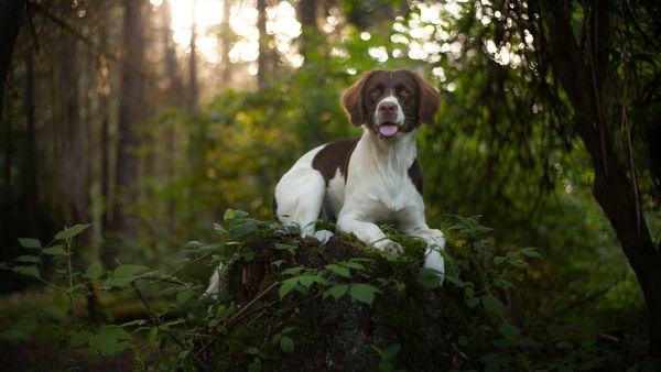 Find Drentsche Patrijshond puppies for sale