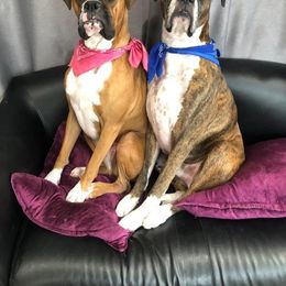 Boxer All Grown Up from Sunshine Boxers 95988