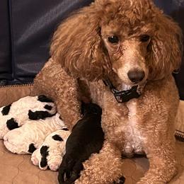 Bailey - Poodle