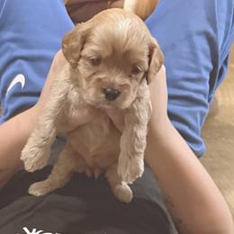 Bernedoodles, Cockapoos, Goldendoodles, and Poodles from Clad Doodles