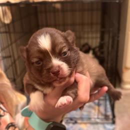 Titus - Chocolate male Pomsky puppy in Bucyrus, Missouri from Hill Top Pomskies