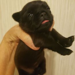 Taylor - Black female Brussels Griffon puppy in Nc, Florida from Brusseluv2