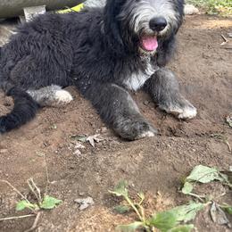 Purple - Black and white female Sheepadoodle puppy in Eleva, Wisconsin from Molly’s Doodles