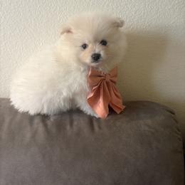 Nube - White female Pomeranian puppy in Glendale, Arizona from Fam. Pomerania