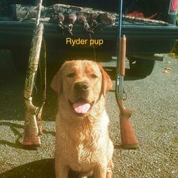 Havanese and Labrador Retriever All Grown Up from Hudson Valley Labradors and Havanese of Claverack