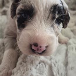 Girl 3 Blue merle- Blue eyes - Blue merle female Australian Shepherd puppy in Sioux Falls, Sd Area, South Dakota from Diamond Aussies N the Rough