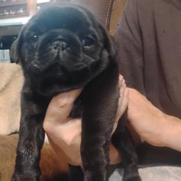 Aerin - Black female Pug puppy in Sulligent, Alabama from Easter Bostons,Pugs & Buggs