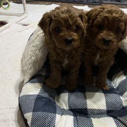 Cavapoo Puppies from Double Diamond Cavapoos
