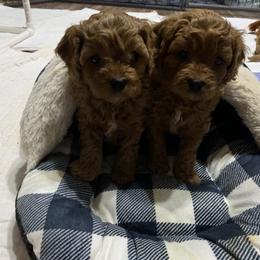 Cavapoo Puppies from Double Diamond Cavapoos