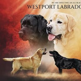 Boy 1 - Black male Labrador Retriever puppy in Melissa, Texas from Westport Labradors