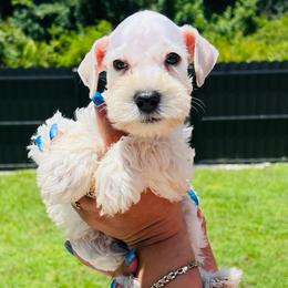 Girl- 2 -big mama - Wheaten female Miniature Schnauzer puppy in Lehigh Acres, Florida from Regency Schnauzer