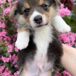 Danny Boy - Black and tan male Pembroke Welsh Corgi puppy in Bolton, Massachusetts from West Lake Corgis