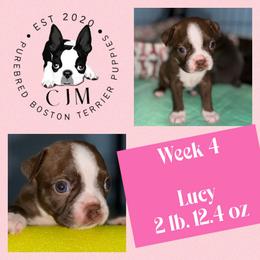 Aster - Red female Boston Terrier puppy in Jupiter, Florida from CJM Boston and Boxer Puppies