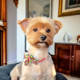 Rosie - Yorkshire Terrier