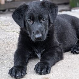 German Shepherd puppies from Riddermark kennel