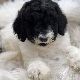 Goldendoodle and Poodle Puppies from Elizabeth Rocha's Doodles