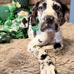 Glimmer - Harlequin female Great Dane puppy in Barberton, Ohio from Guilty Pleasure Great Danes