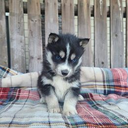 Miniature Australian Shepherd and Siberian Husky Puppies from MightyTiny Kennel