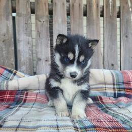 Miniature Australian Shepherd and Siberian Husky Puppies from MightyTiny Kennel