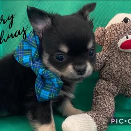 Chihuahua Puppies from Bayberry Chihuahuas