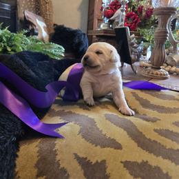 Purple Collar Female - Yellow female Labrador Retriever puppy in La Vernia/San Antonio, Texas from Allure Ranch Labrador Retriever's