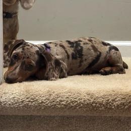 Jenga - Dachshund