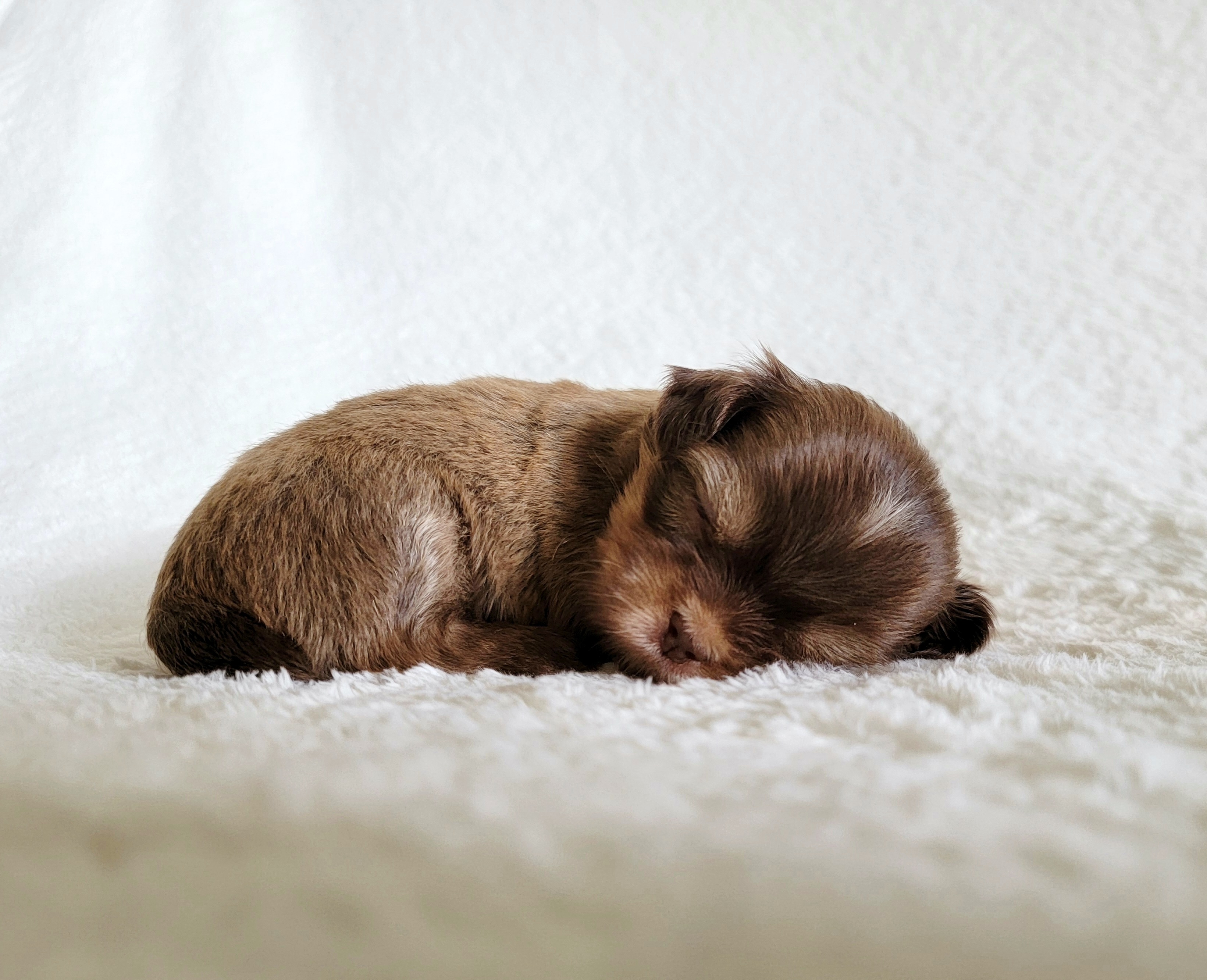 Shih Tzu Puppies from Nelly Kolomiyets