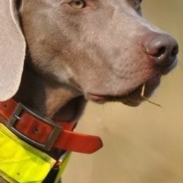 Weimaraners from Graenit Weimaraners